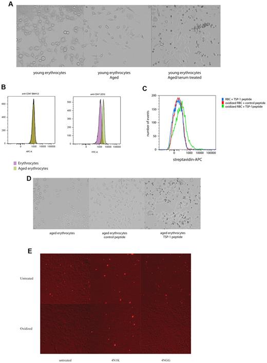 Figure 3. CD47 on experimentally senescent erythrocytes is recognized by SIRPα. (A) Experimental aging of erythrocytes in combination with serum treatment induces binding to CHO SIRPα cells. (B) CD47 staining with the conformation-independent antibody B6H12 and 2D3, an antibody that detects a conformation-dependent epitope of CD47 on experimentally aged erythrocytes, shows a conformational change of CD47 after experimental aging. (C) Experimental aging of erythrocytes results in binding of the TSP-1-derived peptide 4N1K. No binding was observed for the control peptide, 4NGG. Furthermore, no streptavidin-APC staining was observed for fresh erythrcoytes and oxidized erythrocytes when no peptide was added or when fresh erythrocytes were incubated with the 4NGG peptide (data not shown). (D) Aging of young erythrocytes in combination with 4N1K peptide incubation results in binding to CHO SIRPα cells. (E) Oxidation of CD47 beads inhibits binding to CHO SIRPα cells. The binding of oxidized CD47 beads could subsequently be induced in combination with the 4N1K peptide, but not with the control peptide, 4NGG. Data are representative of 3 experiments.