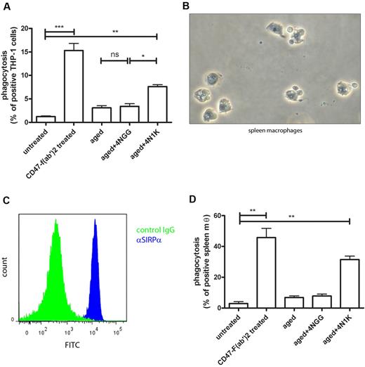 Figure 4. Experimentally aged erythrocytes are phagocytosed by macrophages after 4N1K binding. (A) Aging of fresh erythrocytes in combination with 4N1K peptide incubation induces phagocytosis by differentiated THP-1 cells (n = 3). (B) Phase-contrast image of primary human red pulp macrophages. Arrowheads indicate the erythrocytes still associated with the red pulp macrophages on isolation. (C) Expression of SIRPα on primary human red pulp macrophages, as detected by flow cytometry. (D) Aging of fresh erythrocytes in combination with 4N1K peptide incubation induces phagocytosis by primary human red pulp macrophages (n = 2). ns indicates not significant. *P < .05; **P < .01; ***P < .001.