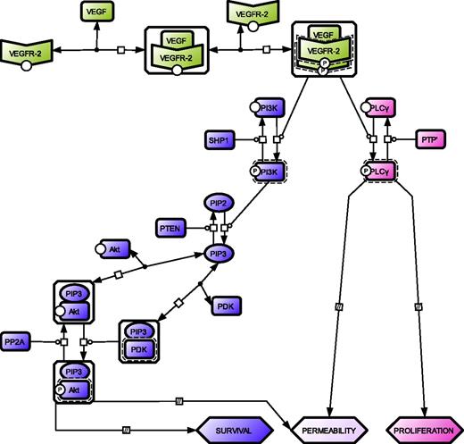 Figure 1. Network topology of the minimal model for VEGFR-2 activation and downstream signaling. Color code distinguishes the 3 modules for VEGFR-2 (green), Akt (violet), and PLC-γ (pink) activation. A VEGFR-2 monomer is engaged by a bivalent molecule of VEGF to produce the VEGF–VEGFR-2 complex, which in turn promotes the recruitment of another VEGFR-2 monomer resulting in receptor dimerization and transphosphorylation.1,18,19 The phosphorylated receptor triggers downstream signals. Akt activation moves through 3 GK modules, all characterized by a specific substrate (PI3K, PIP2, and Akt-PIP3 complex), which is interconverted from an unphosphorylated to a phosphorylated state and vice versa by a kinase and a phosphatase, respectively.20–22 PLC-γ activation consists of a single GK module where the kinase is activated VEGFR-2 and the phosphatase an unidentified PTP,23 (PTP′). For details on GK modules, see supplemental Section 1.2. For the graphical notation, see supplemental Section 1.6.