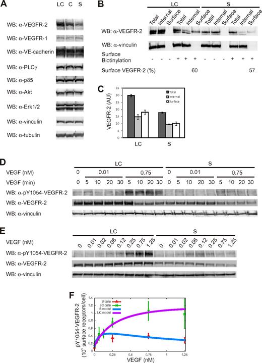 Figure 2. Cell density influences VEGFR-2 expression and activation. (A) Analysis of protein expression levels under different cell density conditions. Equal amounts of whole-cell lysates (WCL) from long-confluent (LC), confluent (C), and sparse (S) ECs were separated by SDS-PAGE and immunoblotted as indicated. (B) Analysis of the surface and intracellular pools of VEGFR-2 in unstimulated LC and S ECs. Surface VEGFR-2 was labeled with the membrane-impermeant sulfo-NHS-SS-biotin, as reported in “Biochemical quantification of VEGFR-2 distribution.” Biotinylated surface VEGFR-2 was collected by binding to streptavidin-agarose. Aliquots of the total cell lysate, surface fraction, and internal fraction were then separated by SDS-PAGE and immunoblotted as indicated. Only the percentages of surface receptors for both LC and S ECs are shown. (C) Quantification of the relative surface and internal pools of VEGFR-2. Values are the mean ± SD of 3 independent experiments. (D-E) Time-course and dose-response analysis for VEGFR-2 phosphorylation. Starved LC and S ECs were left untreated or treated with 2 concentrations of VEGF (0.01 and 0.75nM) at the indicated time points (D) or with increasing VEGF doses (0-1.25nM) for 5 minutes (E). (F) VEGFR-2 activation as a function of VEGF concentration: comparison between experimental data (symbols) from dose-response analysis and model (solid lines, equation 6 in supplemental Section 1.1). Experimental values of phosphorylated Y1054-VEGFR-2 (pY1054-VEGFR-2) were obtained using vinculin signal as normalizer. Values are the mean ± SD of 3 experiments. The experimental values corresponding to pY1054-VEGFR-2 are displayed as the number of surface receptors per cell.