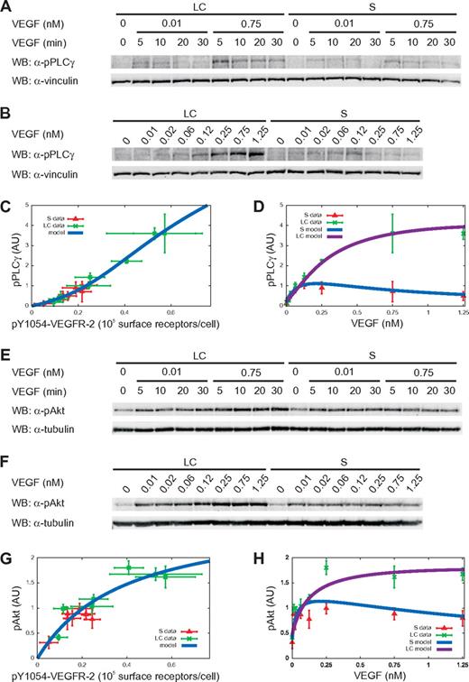 Figure 3. Cell density effects are propagated to downstream signal proteins. (A-B,E-F) Time-course (A,E) and dose-response analysis (B,F) for PLC-γ and Akt phosphorylation was done by treating cells as described in Figure 2. (C,G) Dose-response analysis of PLC-γ and Akt activation as a function of pY1054-VEGFR-2. Symbols and solid lines represent experimental data (symbols) and model (equations 18 and 34 in supplemental Sections 1.3 and 1.4). The receptor phosphorylation values in the x-axis are those used in Figure 2E. (D,H) Dose-response analysis of PLC-γ and Akt phosphorylation as a function of VEGF concentration. Symbols and solid lines represent experimental data and model (equations 19 and 35 in supplemental Sections 1.3 and 1.4). In all graphs, experimental values of phosphorylated PLC-γ (pPLC-γ) and phosphorylated Akt (pAkt) were obtained using vinculin and tubulin signals as normalizers, respectively. Values are the mean ± SD of 3 experiments.