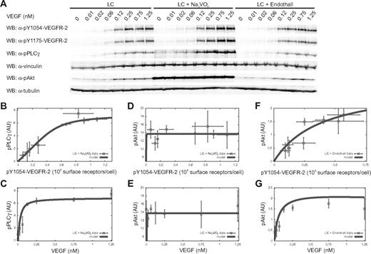 Figure 4. Phosphatase role in PLC-γ and Akt phosphorylation. (A) Dose-response analysis for PLC-γ and Akt phosphorylation. LC ECs were treated as described in Figure 3 in the presence or absence of Na3VO4 or Endothall. (B,D,F) Dose-response analysis of PLC-γ and Akt activation as a function of pY1054-VEGFR-2. Symbols and solid lines represent experimental data (symbols) and model (equations 18 and 34 in supplemental Sections 1.3 and 1.4). PLC-γ and Akt phosphorylation, respectively, are shown for cells treated with Na3VO4 (B) and with either Na3VO4 (D) or Endothall (F). (C,E,G) Dose-response analysis of PLC-γ and Akt phosphorylation as a function of VEGF concentration. Symbols and solid lines represent experimental data and model (equations 19 and 35 in supplemental Sections 1.3 and 1.4). PLC-γ is shown for cells treated with Na3VO4 (C) and Akt phosphorylation for cells treated with either Na3VO4 (E) or Endothall (G). Experimental values of pY1054-VEGFR-2 and phosphorylated PLC-γ (pPLC-γ) were obtained using vinculin signal as normalizer, whereas experimental values of phosphorylated Akt (pAkt) were obtained using tubulin signal. Values are the mean ± SD of 3 experiments.