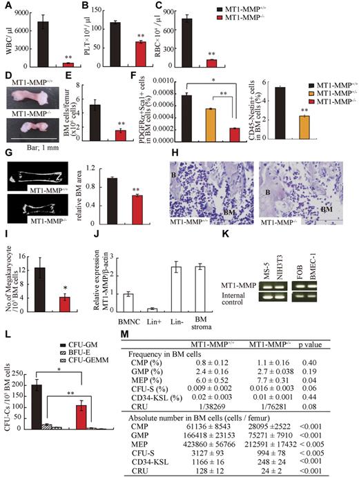 Figure 1. MT1-MMP gene deletion causes myelosuppression. (A-C) The number of (A) WBCs, (B) platelets (PLT), and (C) RBCs in the PB of 14-day-old mice was counted (n = 8). (D) Images of mouse femurs (bars, 1 mm). (E) Total BM cell number per femur. (F) The percentage of PDGFRα+Sca1+ cells (MSCs) was determined by flow cytometry (n = 2). (G) (left panel) Representative MicroCT scan images, and (right panel) quantification of the relative BM area within the BM femur shaft are presented (n = 3). (H) H&E-stained femur sections. Right panel shows the quantification of the BM area per femur. B indicates bone, (bars, 200 μm). (I) Megakaryocyte number (n = 5). (J-K) Real-time PCR analysis of MT1-MMP expression in (J) BM nuclear cells (BMNCs), Lin+, Lin−, and BM stroma cells, and (K) in MS-5, NIH3T3, FOB, and BMEC-1 cells. (L-M) The (L) absolute number of CFU-C per 105 BM cells and (M) frequency and absolute number/femur of CFU-S, CMP, GMP, MEP, CD34-KSL cells, and competitive repopulating units (CRU) in wild-type and knockout BM cells (n = 3). For CRU determination, freshly isolated BM cells of different cell concentration were transplanted into recipients (n = 10). Four months posttransplantation, the repopulating unit (RU) with trilineage engraftment (> 1% of donor-derived cells) was calculated. The absolute number of CRU was calculated based on the observed number of BM cells per femur. Errors in bar graphs are SEM; *P < .05, **P < .01. CFU-C indicates CFU cells; CFU-S, CFU-spleen; CMP, common myeloid progenitor; GMP, granulocyte/macrophage lineage-restricted progenitor; and MEP, megakaryocyte/erythrocyte lineage-restricted progenitor.