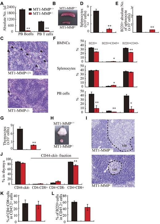 Figure 2. T and B lymphopoiesis are impaired in MT1-MMP−/− mice. (A) PB B- and T-cell numbers (FACS analysis). (B) Images of mouse spleens. (C) H&E-stained spleen sections. Arrowheads indicate megakaryocytes (bars, 100 μm). (D-E) The (D) total number of splenocytes and (E) B220+ cells in splenocytes (n ≥ 6). (F) The percentage of B220+ populations in BMNCs (n = 6), splenocytes (n = 3), and PB cells (n = 2). (G) Thymocyte number (n = 4). (H) Images of thymi. (I) H&E-stained thymus sections. MR indicates medullar region (bars, 100 μm). (J) The percentage of thymic T-lineage subpopulations. (K-L) BM cells from MT1-MMP+/+ and MT1-MMP−/− mice were transplanted into wild-type animals (CD45.2). (K) The percentage of donor CD4+/CD8+ T and (L) B220+B cell lineage contribution of donor-derived cells in the PB 4 months after transplantation (n = 10/group). Errors in bar graphs are SEM; *P < .05, **P < .01.