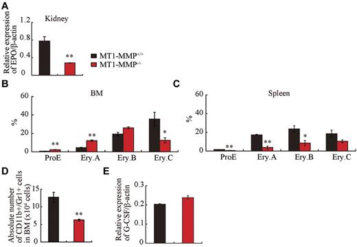 Figure 3. Erythroid and myeloid differentiation block in MT1-MMP−/− mice. (A) Real-time PCR of Epo in kidney (n = 3). (B-C) Percentage of different erythroblast populations during erythroid development (proE-EryA-EryB-EryC) of (B) BM cells or of (C) dissociated mouse spleen cells from MT1-MMP+/+ (n = 5) and MT1-MMP−/− mice (n = 3). (D) Percentage of CD11b+/Gr-1+ cells per femur as determined by FACS (n = 5). Errors in bar graphs are SEM; **P < .01. (E) Real-time PCR of G-CSF in BM cells (n = 3).
