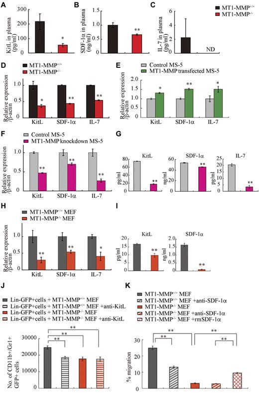 Figure 4. MT1-MMP deficiency prevents transcription of niche chemokines/cytokines. (A-C) KitL, SDF-1α, and IL-7 plasma levels in MT1-MMP+/+ and MT1-MMP−/− plasma were measured by ELISA (n > 6). KitL, SDF-1α, and IL-7 gene expression in (D) total BM cells, (E) MS-5 control and MT1-MMP–overexpressing cells, and (F) MT1-MMP knockdown (KD) and control MS-5 cells were analyzed using real-time PCR. The results are expressed relative to expression of a β-actin. (G) KitL, SDF-1α, and IL-7 protein levels in MT1-MMP knockdown (KD) and control MS-5 cell-culture supernatants were determined by ELISA. (H) KitL, SDF-1α, and IL-7 gene expression in MT1-MMP+/+ and MT1-MMP−/− MEF cells was determined using real-time PCR. The results are expressed relative to expression of β-actin. (I) KitL and SDF-1α protein levels in the indicated MEF cell-culture supernatants were evaluated by ELISA. (J) Lin−GFP+ cells were cultured on MT1-MMP+/+ and MT1-MMP−/− MEF cells in the presence or absence of neutralizing Abs against KitL. The number of CD11b+Gr1+ cells was assessed after 7 days by FACS (n = 5). (K) Lin− cells were plated in transwells. MT1-MMP+/+ and MT1-MMP−/− MEF cell-culture supernatants supplemented with recombinant SDF-1α were added to the lower chamber. Neutralizing Abs against SDF-1α were added to both chambers. The percentage of migrated cells was determined (n = 9 from 2 independent experiments). Errors in bar graphs are SEM; *P < .05, **P < .01. Data shown are representative of 3 to 4 independent experiments.