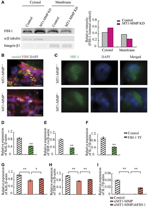 Figure 5. MT1-MMP deficiency prevents HIF-mediated transcription of niche factors. (A) FIH-1 expression in subcellular fractions was analyzed by Western blotting. α/β tubulin and integrin-β1 are representative cytosolic and membrane proteins, respectively. (B) Representative images of immunofluorescent staining of nestin (green fluorescence) and FIH-1 (red fluorescence) in BM sections derived from MT1-MMP+/+ and MT1-MMP−/− mice. The arrows indicate nestin+/FIH-1 cells. Nuclei were counterstained with DAPI (blue; bars, 100 μm). (C) Representative images of immunofluorescent staining of HIF-1α (green fluorescence) in BM cells derived from MT1-MMP+/+ and MT1-MMP−/− mice. Nuclei were counterstained with DAPI (blue). (D-I) KitL, SDF-1α and IL-7 gene expression in (D-F) MS-5 cells overexpressing FIH-1, and (G-I) in MT1-MMP–deficient MS-5 cells with or without FIH-1 knockdown as analyzed using real-time PCR. The results are expressed relative to expression of a β-actin, which was set at 1.0. Data shown are representative of 3 to 4 independent experiments.