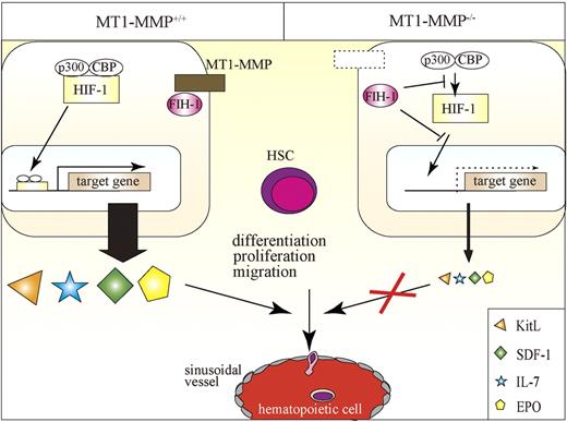 Figure 7. Proposed model of the role of MT1-MMP–expressing niche cells, which serve as key links between the HIF-1 regulatory system and transcriptional regulation of vital niche chemokines/cytokines necessary for HSC maintenance and cell differentiation. MT1-MMP deficiency in niche cells up-regulates FIH1 expression, thereby preventing transcription of the HIF-responsive genes EPO, KitL, IL-7, and SDF-1α. MT1-MMP deficiency leads to impaired steady-state hematopoiesis because of a trilineage differentiation block.