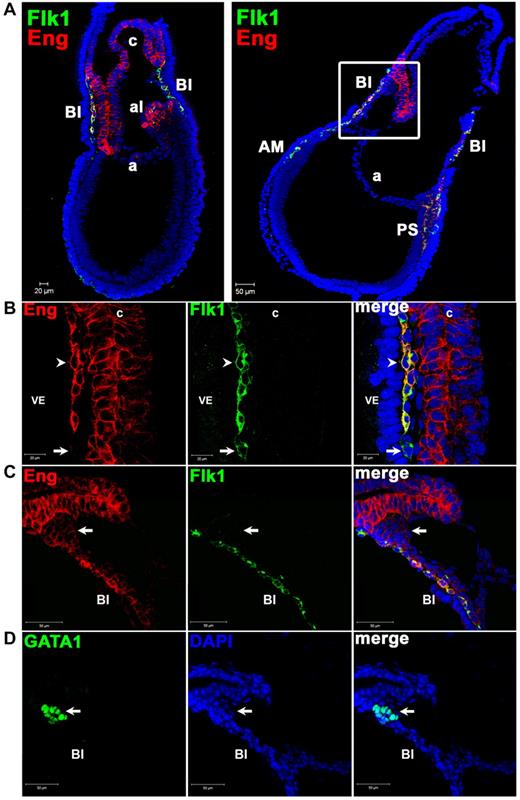 Figure 1. In situ identification of Eng+ cells in WT E7.5 embryos. (A) Confocal images of whole E7.5 embryos associated with close-up images shown in panels B through D. Immunostaining shows expression for Eng (red) and Flk-1 (green) and their merge (yellow-orange; 10× objective). DAPI is shown in blue. Eng is strongly expressed in the allantois (al) and the chorion (c). Some allantoic cells also express Flk-1. In addition to the extraembryonic region, Eng+Flk-1+ cells are also detected in the PS and anterior mesoderm (AM). (B) High magnification of E7.5 extraembryonic region shown in panel A (left) confirms coexpression (arrowhead) of Eng (red) and Flk-1 (green) in the developing BI next to the visceral endoderm (VE). Rare Eng−Flk-1+ cells are also observed in the BI region (arrow; 63× objective). (C-D) Serial cryosections of E7.5 embryos (panels C and D depict the square area shown in panel A right) stained with Abs to Eng and Flk-1 (C) or GATA1 (D). Extraembryonic mesoderm expresses Eng and Flk-1 (C), whereas primitive erythrocytes, characterized by the expression of GATA1 in the serial section (arrow in panel D) are EnglowFlk-1− cells (arrow in panel C).