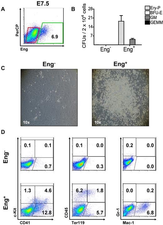 Figure 2. Hematopoietic progenitors are restricted to the Eng+ fraction. (A) Flow cytometric analyses of WT E7.5 embryos. Eng expression is shown on the x-axis. Percentage represents the fraction of cells that express Eng. Gates represent Eng− (red) and Eng+ (green) fractions that were sorted for further in vitro characterization (B-D). The y-axis represents PerCP, which provides a measure of autofluorescence. (B) Eng−- and Eng+-sorted cell fractions (A) were assessed for their hematopoietic activity (CFUs). Hematopoietic colonies were detected exclusively in the Eng+ fraction. Eng− cells failed to produce any colonies. Error bars indicate the SEM from 3 independent experiments. (C) Emergence of robust hematopoietic outgrowths after the coculture of Eng+ (right panel) cells sorted from E7.5 embryos on OP9 cells for 5 days. Hematopoietic growth was virtually absent in Eng− cocultures (left panel). Photographs are representative of at least 3 independent experiments. (D) FACS characterization of Eng+- and Eng−-derived OP9 cocultures after a 5-day in vitro expansion. Representative profiles are shown for c-Kit and CD41 (left panels), CD45 and Ter119 (middle panels), and Gr-1 and Mac-1 (right panels). Fluorescence intensity for c-Kit, CD45, or Gr-1 is indicated on the y-axis and CD41, Ter119, or Mac-1 on the x-axis. Plots are representative of at least 3 independent experiments.