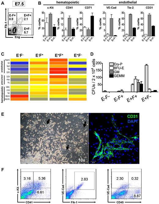 Figure 3. Eng+Flk-1+ cells are endowed with hematopoietic and endothelial potential. (A) Flow cytometric analyses of WT E7.5 embryos for Eng (x-axis) and Flk-1 (y-axis). Gates represent Eng−Flk+ (E−F+), Eng+Flk+ (E+F+), and Eng+Flk− (E+F−) fractions that were sorted for further in vitro characterization (B-D). Numbers represent the percentage of gated cells that express a given surface antigen. (B) E−F+ (white bars), E+F+ (gray bars), and E+F− (black bars) cell fractions gated in panel A were further analyzed for the expression of hematopoietic and endothelial markers. Histograms represent the mean and error bars represent the SEM from at least 2 independent experiments. (C) Transcriptional analyses of E7.5 embryos based on Eng and Flk-1 expression. Clustering of genes found to be distinctively expressed among the E−F−, E−F+, E+F+, and E+F− fractions. Colors show the range of expression from blue (low expression) to red (high expression). Genes associated with endothelial, hematopoietic, and more primitive precursors were found to be highly expressed in the E+F+ fraction. (D) Frequency of hematopoietic progenitors in E−F−, E−F+, E+F+, and E+F− cells sorted from E7.5 embryos (representative gates are shown in panel A). Error bars indicate the SEM from 3 independent experiments. (E) Hematopoietic (round cells, left panel) and endothelial cells (arrows, left panel) emerged after the coculture of E+F+ cells onto OP9 stromal cells in the presence of hematopoietic and endothelial cytokines (10× objective). Staining for CD31 (green, right panel) confirmed the endothelial nature of these elongated cells. DAPI identifies nuclei (blue). Confocal micrograph represents results from 3 independent experiments (Zeiss LM510; 10× objective). (F) FACS characterization of cells showed in panel E after a 7-day in vitro expansion confirm the presence of hematopoietic (c-Kit+CD41+ and CD45+VE-Cad−) and endothelial (VE-Cad+Flk-1+ and VE-Cad+CD45−) cells in these cultures. Representative profiles are shown for c-Kit and CD41 (left panel), VE-Cad and Flk-1 (middle panel), and VE-Cad and CD45 (right panel).