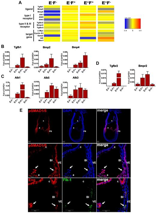 Figure 5. TGFβ1/BMP signaling is active in Eng-expressing cells at E7.5. (A) Clustering of genes associated with the TGFβ superfamily among the E−F−, E−F+, E+F+, and E+F− fractions showing high expression of these TGFβ superfamily members in Eng-expressing cells. (B-D) Confirmatory qPCR analyses for selected TGFβ superfamily members, including ligands (B), type I receptors (C), and type II receptors (D). Transcripts are normalized to Gapdh. Error bars indicate the SEM from 3 independent biologic datasets. (E) E7.5 cryosectioned embryos were stained for pSMAD1/5 and analyzed by confocal microscopy. pSMAD1 was found to be highly expressed in the PS, and extraembryonic mesoderm (underlying visceral endoderm). Top panel shows low magnification of the whole embryo shown in the bottom panels (10× objective). We observed a gradient of staining for pSMAD1/5 (top panel), with the highest expression in the same areas where Eng and/or Flk-1 are present, as demonstrated in Figure 1. Middle and bottom panels show confocal images of E7.5 serial sections demonstrating abundant expression of phosphorylated SMAD1/5 (pSMAD1/5, arrows in middle panels) in extraembryonic E+F+ cells (arrows in bottom panels). Chorionic E+F− cells show dim expression of pSMAD1/5. Note that visceral endoderm cells also show strong staining for pSMAD1/5 (63× objective). A indicates amnion; c, chorion; and VE, visceral endoderm.