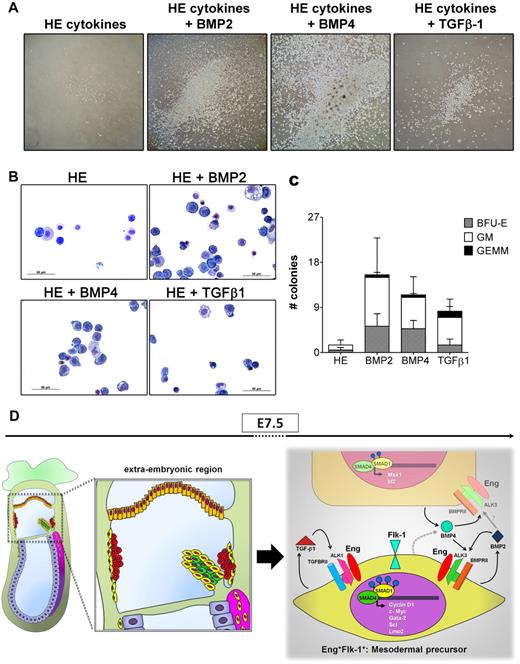 Figure 6. A model to depict the role of Eng during early hematopoiesis. (A) E7.5 Eng+-sorted cells were cultured in serum-free hematopoietic medium containing SCF, IL-3, and Flt3L (HE) in the presence or absence of BMP2 (10 ng/mL), BMP4 (25 ng/mL), or TGFβ1 (25 ng/mL). Representative images of hematopoietic outgrowths obtained from each culture condition (10-day cultures) are showed at similar magnification (10× objective). Expansion of hematopoietic cells occurred only when members of TGFβ superfamily were added to the basic medium containing HE cytokines, particularly BMP4. Eng+ cells survived but did not proliferate in the absence of BMP2/4 or TGFβ1. Representative data from at least 2 independent experiments are shown. (B) Cytologic examination of outgrowths obtained from Eng+ sorted cells, cultured for 5 days in HE medium in the presence or absence of BMP2, BMP4, or TGFβ1 demonstrates the hematopoietic nature of these cells. Representative cytospins of 2 independent experiments. (C) Number of hematopoietic progenitors in Eng+ cell cultures after 4 days of expansion in HE medium with or without BMP2, BMP4, and TGFβ1. Bars represent the average number of colonies from 4 independent experiments. Error bars represent the SEM for each type of colony. (D) Schematic representation of an E7.5 embryo (left panel) shows the localization of Eng+ cells during early development. E+F+ and E+F− cells are represented in yellow and orange, respectively. Red round cells represent primitive erythrocytes. During the formation of BIs at E7.5, E+F− cells (right panel, orange), possibly from the chorion, secrete BMP4, which through autocrine signaling may lead to activation of SMAD1 after binding to the Eng/ALK3/BMPRII receptor complex, with subsequent activation of the downstream genes Msx1 and Id2. BMP4 may also have a paracrine effect in E+F+ cells (right panel, yellow), early mesodermal progenitors present in the extraembryonic region that are endowed with hematopoietic and endothelial potential, because these cells express Eng/ALK3/BMPRII receptors and high levels of Gata2, Scl, and Lmo2, also target genes of BMP4. The finding that E+F+ cells display high levels of TGFβ1 and BMP2, as well as their respective receptor complexes Eng/ALK1/TGFBRII and Eng/ALK3/BMPRII, suggest a potential autocrine loop, because high levels of pSMAD1/5 (blue circles) and c-Myc and Cyclin D1 are detected in these cells. The important role played by Eng in early hematopoiesis may be the modulation of the activation of TGFβ1 and BMP2/4 signaling pathways. The gray dashed arrow indicates a possible secreted molecule and the gray solid arrow represents a potential signaling pathway.