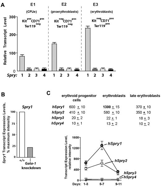Figure 1. Spry1 is selectively up-modulated in developing (pro)erythroblasts and is subject to Gata1 modulation. (A) Selective representation of Spry1 in developing murine bone marrow–derived erythroid progenitors. After short-term expansion in SP34ex medium, CFUe-like Kit+CD71highTer119− cells (stage E1), Kit−CD71highTer119− proerythroblasts (stage E2), and Kit−CD71highTer119+ erythroblasts (stage E3) were purified. Via gene profiling and RT-PCR analyses, Spry1 to Spry4 expression levels at each stage were then determined (mean ± SE; n = 3). Bottom panels: Giemsa-May-Grunwald–stained cytospins for isolated stage E1, E2, and E3 cells. (B) In erythromegakaryocytic splenocytes from Gata1-knockdown mice, Spry1 levels are decreased to approximately 25% of wild-type controls (GEO accession no. GSE2527).30 (C) In human CD34+-derived developing erythroid progenitors, Spry1 is also selectively elevated at a maturing erythroblast stage. Here, values are relative expression intensities (mean ± SE) derived from Keller et al31 (and GEO accession no. GDS2431).