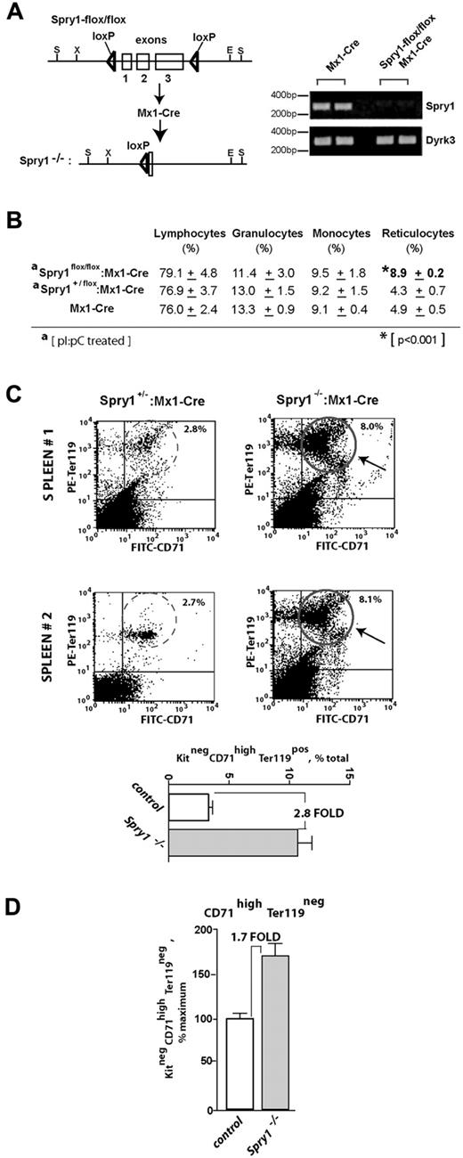 Figure 2. Conditional deletion of Spry1 leads to reticulocytosis and engagement of splenic erythropoiesis. (A) Mx1-Cre mediated deletion of Spry1. The floxed Spry1 allele used in these studies is illustrated, together with its efficient deletion after polyinosinic acid-polycytidylic acid activation of Mx1-Cre. In assessments of deletion, peripheral blood cells were analyzed by RT-PCR. (B) At steady state, Spry1 deletion selectively alters (and elevates) reticulocyte production. (C) Spry1 deletion induces splenic erythropoiesis. Flow cytometric analyses of erythroid progenitors within spleens of conditional Spry1−/− and control mice revealed an approximate 280% increase in erythroblast frequencies resulting from Spry1 deletion. Top panels: representative primary flow data. Bottom panel: mean (± SE) erythroblast frequencies (n = 4). (D) For Spry1−/− mice, flow analyses also identified an approximate 170% elevation of splenic stage E2 proerythroblasts.