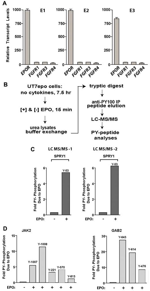 Figure 5. Spry1 is strongly and rapidly PY-phosphorylated on EPOR activation. (A) Primary bone marrow–derived erythroid progenitors do not express substantial levels of FGF receptors. In purified erythroid stage E1, E2, and E3 cells, transcriptome and RT-PCR analyses were applied to assess FGFR-1, -3, and -4 levels. (B) The LC-MS/MS approach used to discover novel EPOR PY-modulated signal transduction factors (including Spry1) in erythromegakaryocytic UT7epo cells is outlined. (C) Multifold EPO/EPOR stimulation of Spry1 phosphorylation at PY-Y53. Data shown illustrate results for duplicate LC-MS/MS analyses. (D) Verification of LC-MS/MS sensitivity and specificity based on EPO/EPOR regulation of JAK2 PY phosphorylation (PY sites Y-1007, Y-1008, Y-221, Y570, and Y-813) and GAB2 PY phosphorylation (PY sites Y643, Y614, and Y476).
