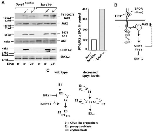 Figure 6. In primary erythroid progenitors, conditional deletion of Spry1 derepresses Jak2. (A) Erythroid progenitors from the bone marrow of control (Spry1flox/flox) or Spry1-deleted mice were expanded via short-term culture in SP34ex. Lin+ cells were then depleted (including a second round of Ter119+ cell depletion). Kit+CD71highTer119− stage E1 cells were then isolated and cultured for 5.5 hours in the absence of hepatocyte growth factors. Cells then were exposed to EPO (1 U/mL for 0, 8, or 24 minutes), and lysates were directly prepared. Levels of PY-1007, 1008; Jak2 plus Jak2; P-Ser473-Akt plus Akt; and P-T202, P-Y204 Erk1,2 plus Erk1,2 then were determined by ECL Western blotting. Right panel: fold modulation of Jak2 PY-1007, 1008 phosphorylation by EPO in control versus Spry1-deficient cells is quantitatively analyzed (at 8 plus 24 minutes of EPO exposure). (B-C) Proposed routes for Spry1 regulation of erythropoiesis. (B) A model is outlined via which Spry1 acts to inhibit Jak2 as well as Erk1,2. (C) Routes for Spry1 regulation of proerythroblast expansion are also outlined, including heightened E1 and E2 cell expansion resulting from Spry1 disruption. A potential limiting of late-stage erythroblast (and red cell progeny) formation by Spry1 is also shown.