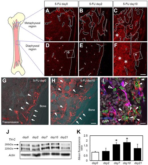 Figure 1. TN-C is markedly up-regulated in the BM during myeloablation and hematopoietic recovery. BM sections from days 0, 2, and 10 stained for TN-C (red) in the metaphyseal (A-C) and diaphyseal (D-F) regions of the femoral bone. The bone surfaces are outlined by white dotted lines (A-F). The asterisks in panels C and F show the up-regulation of TN-C beyond the endosteal areas in both the metaphyseal and diaphyseal regions. (G-H) Enlargement of the dotted squares in panels D and F. Arrows indicate the bone surface; arrowheads indicate stromal TN-C expression. (I) High magnification of day 10 BM samples stained for TN-C (red), c-Kit (green), laminin (blue), and DAPI (gray). c-Kit+ cells adhered to TN-C expressed perivascularly (costained with laminin; open arrowheads) or away from the vasculature (arrowheads). (J) Western blotting for TN-C in total BM proteins showed that TN-C proteins were detected in 2 bands at 280 and 220 kDa. (K) Quantification of Western blot expression. The mean fluorescence ratio was calculated by dividing the mean fluorescence of the TN-C band by that of the corresponding β-actin band. *P < .05. Scale bars indicate 200 μm in panels A through F; 40 μm in panels G and H; and 10 μm in panel I.
