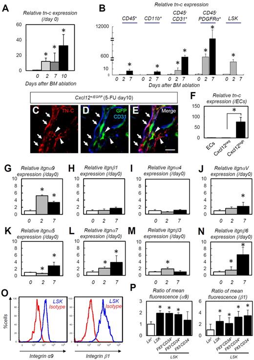 Figure 2. TN-C is predominantly expressed in stromal and endothelial cells and its ligand, integrin α9, is expressed on HSPCs. (A-B) Relative RT-PCR for TN-C mRNA expression on whole-BM (A) and on CD45+, CD11b+, CD31+CD45−, PDGFRα+CD45−, and LSK cells (B; n = 5). (C-E) IHC of BM obtained from Cxcl12+/EGFP mice on day 10. Note that TN-C proteins (red) are deposited around CD31+ (blue) endothelial cells (arrows) or CAR cells (green; arrowheads). (F) Relative expression of TN-C mRNA in isolated CD45−Ter119−CD31+Sca1+ (ECs), Cxcl12neg and Cxcl12high cells on day 10 (n = 5). (G-N) Relative expressions of integrin α9 (G), integrin β1 (H), integrin α4 (I), integrin αV (J), integrin α5 (K), integrin α7 (L), integrin β3 (M), and integrin β6 (N) in whole BM cells (n = 6). (O) Flow cytometric analysis of integrin α9 and integrin β1 expression by LSK cells. (P) Ratio (Lin+ = 1) of mean fluorescence for integrin α9 and integrin β1 in the Lin+ and LSK fractions (n = 7). *P < .05. Scale bar indicates 50 μm.