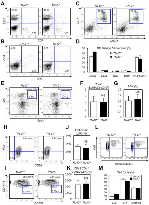 Figure 3. Normal steady-state hematopoiesis in TN-C−/− mice. (A-C) FACS plots showing BM lineage frequency. (D) Quantification in each lineage (n = 4). (E) FACS plot showing the detection of LSK cells. (F-G) Total MNC count (F) and LSK cell count (G; n = 4). (H-K) FACS plots (H-I) and quantification (n = 4; J-K) of Flt3−CD34− LSK and CD48−CD41−CD150+ LSK cell frequency. (L-M) Cell-cycle status frequencies assessed through Ki-67 and Hoechst staining of LSK cells (n = 6). *P < .05.