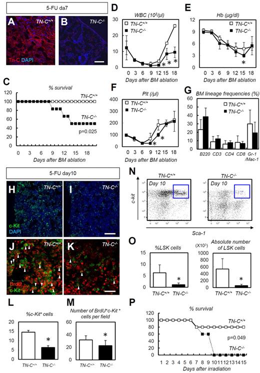 Figure 4. TN-C−/− mice show impaired hematopoietic recovery after 5-FU administration. (A-B) IHC for TN-C (red) and DAPI (blue) for day 7 BMs. TN-C−/− mice lack TN-C immunoreactivity. (C) Survival curve for TN-C+/+ and TN-C−/− mice after 5-FU administration (n = 12; combination of 3 independent experiments). (D-F) Peripheral blood counts for WBCs (D), hemoglobin (Hb; E), and platelets (Plt; F) after 5-FU administration. (G) BM lineage frequencies on day 10 after 5-FU administration (n = 4). (H-I) IHC for c-Kit (green) and DAPI (blue) in TN-C+/+ and TN-C−/− BM on day 10 after 5-FU administration. (J-K) IHC for BrdU (red) and c-Kit (green) in TN-C+/+ and TN-C−/− BM on day 10 after 5-FU administration. (L) Quantification of the percentage of c-Kit+ cells among DAPI+ BM cells (n = 6). (M) Quantification of the percentage of BrdU+ cells among c-Kit+ cells (n = 6). (N-O) FACS plot and quantification showing the detection of LSK cells on day 10 after 5-FU administration (n = 4). (P) Survival curves for TN-C+/+ and TN-C−/− mice subjected to 6.5 Gy irradiation (n = 5; combination of 3 independent experiments). *P < .05. Scale bars indicate 100 μm in panels A, B, H, and I and 20 μm in panels J and K.