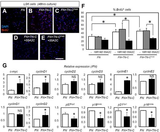 Figure 6. TN-C coating enhances the in vitro proliferation and expression of cell-cycle–promoting genes in HSPCs in an integrin α9–dependent manner. (A-E) Short-term BrdU incorporation assay for LSK cells cultured for 48 hours on slides coated with FN alone, FN plus full-length TN-C (FN + TN-C), or FN plus TN-CFNIII (FN + TN-CFNIII) with functional integrin α9 Abs (55A2C) or nonfunctional integrin α9 Abs (18R18D). (F) Percentage of BrdU+LSK cells in panels A-E (n = 4). (G) Relative mRNA expression for the cell-cycle regulators c-myc, cyclinD1, cyclinD2, cyclinD3, cyclinE1, cyclinE2, cyclinG1, cyclinG2, p57Kip2, p18Ink4c, p21Cip1, and p16Ink4a (n = 4). *P < .05.