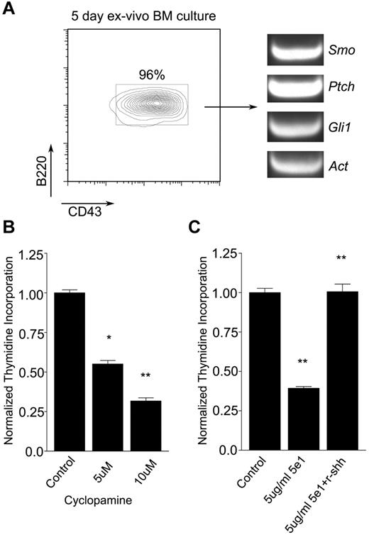 Figure 1. Hh pathway antagonists impair maintenance of pro-B cells ex vivo. (A) Expansion of pro-B cells ex vivo. Flow cytometric analysis of pro-B cell (B220+CD43+) expansion from murine BM cells maintained for 5 days in the presence of autologous stromal cells and IL-7 (left). Presence of Smo, Ptch, and Gli1 transcripts in pro-B cells maintained ex vivo as assayed by RT-PCR (right). (B-C) Effects of Hh antagonists on pro-B cell proliferation. Pro-B cells were maintained on PA6 stromal cells with IL-7 in the absence or presence of Hh antagonist for 48 hours and proliferation was measured by 3H thymidine incorporation (mean and SD, n = 3, *P < .01, **P < .005). (B) Cyclopamine was omitted (control) or added at increasing concentration as indicated. (C) Pro-B cells were treated with isotype control Ab (control), anti–Hh Ab 5e1, or Ab 5e1 supplemented with recombinant sonic Hh (r-shh) as indicated.