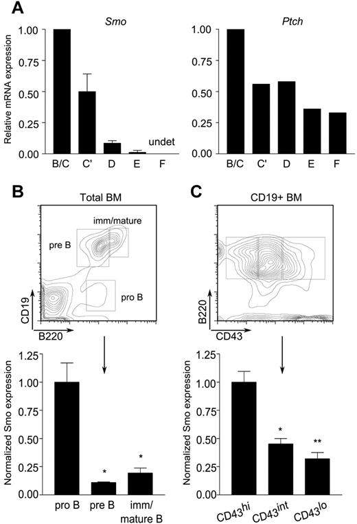 Figure 2. Differential expression of Hh signaling components during B-cell development. (A) Reduced accumulation Smo and Ptch transcripts as a function of B-cell ontogeny. Quantitative RT-PCR of Smo (left) and Ptch (right) transcripts in B-lymphoid developmental fractions B/C (B220+CD43+HSAintBP-1−/+), C′ (B220+CD43+HSAhiBP-1+), D (B220+CD43−IgM−IgD−), E (B220+CD43−IgM+IgD−), and F (B220+CD43−IgM+IgD+). Data for each developmental fraction were normalized to an internal Actb (β-actin) control and then to the Actb-normalized value for developmental fraction B/C. Smo expression was determined in 2 independent samples of each developmental fraction; Ptch expression was determined in one of the sample sets used for Smo. (B-C) Surface expression of Smo is attenuated at the pro-B to pre-B transition. BM cells were stained for Smo and selected B-cell developmental markers and then analyzed by flow cytometry. (B top panel) Identification of pro-B (B220+CD19−), pre-B (B220+CD19+), and immature/mature B (B220hiCD19+) subsets on a representative plot of CD19 fluorescence against B220. (B bottom panel) Surface expression of Smo on developing B-lymphoid progenitors (n = 3, *P < .01, **P = .005). (C top panel) Identification of pro-B (B220+CD19+CD43hi), transitional pro-B (B220+CD19+CD43int), and pre-B cell (B220+CD19+CD43lo) subsets. (C bottom panel) Expression of Smo as cells traverse the pro-B to pre-B transition (n = 3, *P < .01, **P = .005). Expression of Smo was normalized to that of the B220+CD19+CD43hi subset.