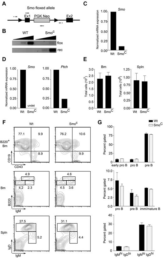 Figure 3. Intrinsic Hh signaling is dispensable for B-cell development. (A) Diagram of targeted Smoflox allele. Exons 1 (Ex1) and 2 (Ex2) of Smo and the phosphoglycerokinase-Neo cassette (PGK Neo) are indicated. Arrowheads indicate loxP sites; dotted arrows, primers for amplification of unexcised, floxed allele; solid arrows, primers for detection of recombined allele. (B) Detection of Smo floxed (flox) and recombined (rec) alleles in CD19+ splenic B cells from wild-type or SmoC mice. Amplification was performed on 10-fold serial dilutions of genomic DNA template. (C-D) Quantitative RT-PCR of Smo and Ptch transcripts in CD19+ BM (C) or naive splenic B cells (D) from WT or SmoC mice. (E) Cellularity of BM (left) and spleen (right) in wild-type or SmoC mice. (F) Examination of B-lymphoid developmental subsets. BM (top and middle panels) and spleen (spln; bottom panels) from 6- to 8-week-old wild-type or SmoC mice were analyzed by flow cytometry. Early pro-B (B220+CD19−CD43+IgM−), pro-B (B220+CD19+CD43+IgM−), pre-B (B220+CD19+CD43−IgM+), and immature/mature B cell (B220highCD19+CD43−IgM+) subsets are indicated on representative BM plots. B220+IgMhiIgD−/lo and B220+IgMloIgDhi populations, enriched for immature/transitional B cells and mature follicular B cells, respectively, are identified on splenic plots. (G) Percentage representation of B-lymphoid subsets in wild-type or SmoC mice as defined in panel F (n = 3, mean and SD).