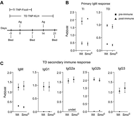 Figure 4. B-lineage-intrinsic Smo activity is dispensable for primary and secondary humoral responses. (A) T-independent (TI) and T-dependent (TD) immunization protocols. Wild-type and SmoC mice were immunized at time points labeled Ag with TNP-Ficoll or TNP-KLH to elicit TI and TD immune responses, respectively. Pre-immune (day −3) and immune (days 7 and 21) sera were collected as indicated. (B) Primary TI and TD IgM response. Wild-type or SmoC mice were immunized with TNP-Ficoll or TNP-KLH as in panel A, and IgM responses to TNP were measured by ELISA (n = 3, mean and SD). (C) Secondary responses to TD immunization. wild-type or SmoC mice were immunized with TNP-KLH as in panel A. Secondary IgM, IgG1, IgG2a, IgG2b, and IgG3 responses to TNP were measured by ELISA (n = 5, mean and SEM). Serum dilution titrations are provided in supplemental Figure 4.