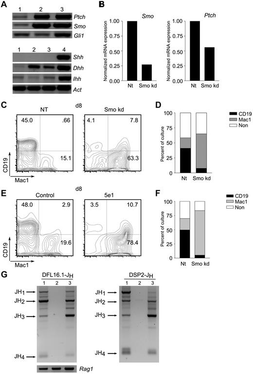 Figure 5. Hh pathway activity in stromal cells promotes B lymphopoiesis. (A) Expression of Hh pathway components in stromal cells. Detection of transcripts encoding Hh signaling components (top) and ligands (bottom) in primary BM-derived stromal cells (lane 1), stromal cell lines PA6 (lane 2), or OP9 (lane 3), and mouse brain (lane 4). (B) Characterization of Smo-depleted OP9 derivatives. OP9 cells were transduced with lentivirus particles expressing Smo-specific (Smokd) or control (NT) shRNA. Smo (left) and Ptch (right) transcripts were quantitated by RT-PCR. (C-D) Impaired B lymphopoiesis from LSK progenitors maintained on Smo-depleted OP9 cells. Purified LSK progenitors were maintained on control (NT) or Smo-deficient (Smokd) OP9 cells under conditions that promote B lymphopoiesis. Lymphoid (CD19+Mac1−) and myeloid (CD19-Mac1+) differentiation were assessed by flow cytometry. (C) Representative plots of LSK cultures at 8 days on control (NT) or Smo-deficient (Smo kd) OP9 cells. (D) Percentages of lymphoid (CD19+Mac1−), myeloid (CD19−Mac1+), and nonlineage (CD19−Mac1−, CD19+Mac1+) progeny (n = 3, P < .01). (E-F) Impaired B lymphopoiesis in the presence of neutralizing Ab to Hh. LSK progenitors were cultured on OP9 cells in the presence of anti–Hh Ab 5e1 or an isotype control under B-lymphopoietic conditions. B-lymphoid and myeloid progeny were detected by flow cytometry. (E) Representative plots of control and Ab-treated (5e1) LSK cultures at 8 days. (F) Percentages of B-lymphoid and myeloid cells (n = 3, P < .005). A kinetic analysis of LSK differentiation from days 3-15 of culture is presented in the supplemental materials. (G) Undetectable DJH rearrangement in 5e1-treated LSK-OP9 cultures. DFL16-JH (left) and DSP2-JH (right) rearrangements were assayed in control (lane 1) and 5e1-treated (lane 2) LSK-OP9 cultures at 12 days or in spleen (lane 3). Expected positions of rearrangements to JH1-4 are indicated. Amounts of template DNA were monitored by amplification of Rag1 (bottom left).