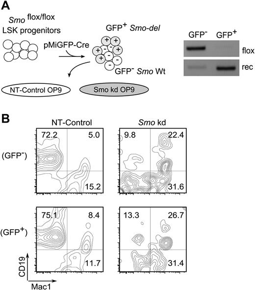 Figure 6. Non–cell-autonomous contribution of Hh signaling to B lymphopoiesis. (A) Reciprocal removal of Smo from LSK-OP9 cultures. Left, experimental design. LSK progenitors from Smofl/fl mice were infected with lentiviral particles encoding cre and GFP (pMIG-Cre). Infected cells were cocultured under B-lymphopoietic conditions with control (NT) or Smo-deficient (Smo kd) OP9 cells. Right, assay for Smo excision in pMIG-Cre-transduced LSK progeny. GFP+ (infected) and GFP− (uninfected) LSK progenitors were purified by FACS and assayed for Smo excision as described in Figure 3. (B) Identification of B-lymphoid (CD19+Mac1−) and myeloid (CD19−Mac1+) progeny in LSK-OP9 cultures at 12 days. NT, control OP9 cells; Smo kd, Smo-depleted OP9 cells. Transduced and untransduced LSK progeny were resolved by gating on GFP.