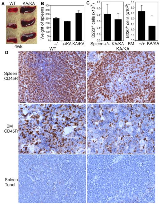 Figure 1. Reduction in the number of B cells from the spleens and BM of KA/KA mice compared with WT mice. (A-C) Spleen sizes (A), spleen weights (B), and the number of B220+ cells from the spleens and BM (C) of WT (+/+), +/KA, and KA/KA mice at 4 weeks of age. Each group contained 3 mice. The data are presented as means ± SD. (D) Comparison of B cells (CD45R) and cell death (TUNEL staining) in the spleens and BM of WT and KA/KA mice. Brown indicates immunohistochemical-stained cells with an anti-CD45R Ab or TUNEL assay; blue, nuclear countering staining. Scale bar indicates 50 μm.