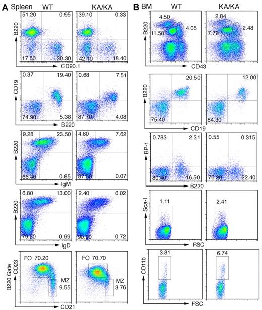 Figure 2. Defects in splenic and BM B-cell development in KA/KA mice. (A) Analysis of the total splenic B-cell population of WT and KA/KA mice at 6 weeks of age using flow cytometry with the indicated B-cell surface markers B220+CD90.1+, B220+CD19+, B220+IgM+, B220+IgD+, CD21+CD23− (B220+ gate), and CD21loCD23hi (B220+ gate). Numbers are the percentage of the cell population; MZ, marginal zone; FO, follicular. (B) Analysis of BM cells isolated from WT and KA/KA mice at 6 weeks of age using flow cytometry with B-cell and progenitor-cell markers. A combination of markers was used to define pre-pro-B cells (B220+CD43hiCD19−BP1−CD24loIgM−), pro-B cells (B220+CD43medBP-1+CD19+ IgM−), and pre-B cells (B220hiCD43−CD19+IgM−).