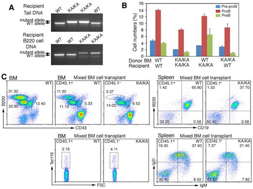 Figure 3. Intrinsic B-cell defect in KA/KA BM. (A) Genotype of the tail DNA and BM B220+ cell DNA of WT and KA/KA recipient mice analyzed using PCR. (B) Statistical analysis of BM pre-pro-B, pro-B, and pre-B-cell populations of γ-irradiated recipient mice receiving BM from the donor mice as indicated. The data represent means ± SD calculated from 4 independent BM-transfer experiments. (C) Flow cytometric analysis of BM and splenic WT (CD45.1+) and KA/KA (CD45.1−) B cells in the BM and spleens of irradiated mice receiving mixed WT (CD45.1+) and KA/KA (CD45.1−) BM cells.
