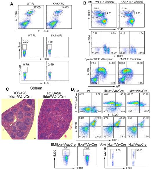 Figure 4. IKKα inactivation-mediated B-cell defect is an early event. (A) Flow cytometric analysis of B-cell and progenitor profiles in the FL of embryonic day 13.5 WT and KA/KA mouse embryos. (B) Analyses of BM and splenic B-cell profiles of irradiated Rag−/− mice (Recipients) receiving WT and KA/KA FL (embryonic day 13.5) cells using flow cytometry with B220+CD43+, B220+BP-1+, and IgD+IgM+ markers. (C) Histopathology of H&E-stained spleens from Ikkα+/f/VavCre/ROSA26 and Ikkαf/f/VavCre/ROSA26 mice. Scale bar indicates 50 μm. (D) Analyses of the BM and splenic (Sple) B-cell profiles of Ikkα+/f/VavCre/ROSA26 and Ikkαf/f/VavCre/ROSA26 mice using flow cytometry with B220+, B220+CD43+, B220+CD19+, and CD11b+ markers.