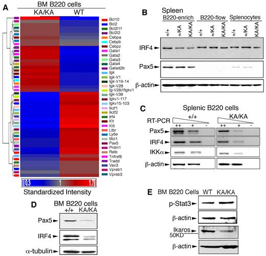 Figure 6. IKKα inactivation deregulates the expression of genes involved in BM B-cell development. (A) Heat map and hierarchical cluster analysis expression of 36 genes (supplemental Table 2) in WT and KA/KA BM B220+ cells, as identified using microarray analysis. Red and blue indicate up-regulated and down-regulated genes, respectively. Standardized intensity is indicated by the fold values (Log2) of gene expression in WT and KA/KA BM B cells. (B) Western blot showing IRF4 and Pax5 levels in B220+-enriched cells, B220-flow, and splenocyte lysates (see Figure 5A). β-actin, protein-loading control (same as in Figure 5A). (C) Expression of Pax5, IRF4, and IKKα analyzed with RT-PCR on serially diluted total RNA isolated from the BM B220+ cells of WT and KA/KA mice. ++, +, cDNA dilution; -, negative control; β-actin, PCR control. (D) IRF4 and Pax5 levels in the BM B220+ cells of WT (+/+) and KA/KA mice detected with Western blot. α-tubulin, protein-loading control. (E) Stat3 activity (p-Stat3) and Ikaros level in the BM B220+ cells of WT and KA/KA mice. β-actin, protein-loading control.