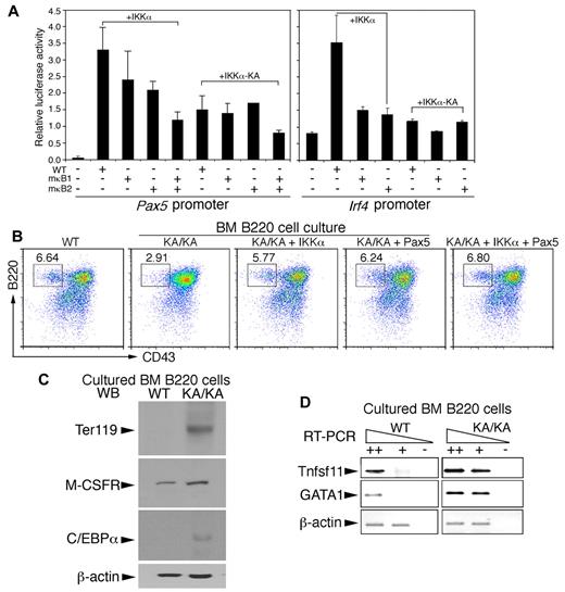 Figure 7. IKKα and combined noncanonical and canonical NF-κB regulate Pax5 and Irf4 promoter activities and BM B-cell differentiation. (A) The activities of Pax5, Irf4, mutant Pax5, and mutant Irf4 promoters containing mutations within κB1 (mκB1) or κB2 (mκB2) in pGL3b luciferase reporter vectors were examined in Raji B cells using the luciferase reporter assay. +IKKα indicates coexpression of IKKα and promoter plasmids; +IKKα-KA, coexpression of IKKα-KA and promoter plasmids. (B) Flow cytometric analyses of B220+ BM B cells in RPMI 1640 medium supplemented with 10% FBS for 3 days after reintroduction of IKKα, IKKα-KA, Pax5, and IKKα+Pax5 plasmids into BM B cells using AMAXA nucleofection. (C) Levels of Ter119, M-CSFR, and C/EBPα in cultured WT and KA/KA BM B cells were detected with Western blotting. β-actin, protein-loading control. (D) RT-PCR showing expression levels of Tnfsf11 and GAGA1 in cultured WT and KA/KA BM B cells. ++, +, cDNA dilution; -, negative control; β-actin, PCR control.