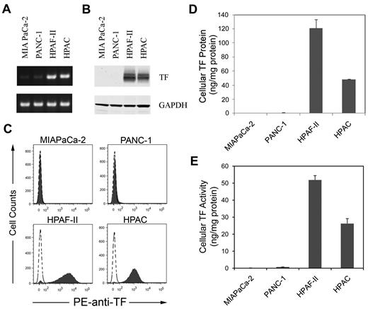 Figure 1. Levels of TF expression in 4 human pancreatic cell lines. TF mRNA (A) was measured using RT-PCR and TF protein (B) was measuring by Western blot. GAPDH was used as the loading control. TF protein expression on the cells was determined by flow cytometry using a PE-conjugated HTF-1 Ab (C). Levels of TF protein (D) was measured by ELISA and TF activity (E) was measured by a 1-stage clotting assay (n = 3).