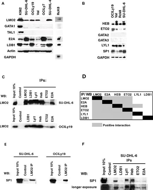 Figure 3. LMO2 interacting proteins in DLBCL. (A-B) Protein expression in nuclear extracts of DLBCL cell lines was assayed by immunoblotting with specific antibodies. Immunoblotting for actin and GAPDH served as a loading control. (C) Nuclear extracts were prepared from the SU-DHL-6 and OCILy19 cell lines and used for immunoprecipitation of indicated proteins and immunoblotting with LMO2 antibody. (D) A table summarizing the immunoprecipitation results shown in supplemental Figure 2. Coimmunoprecipitation in at least one cell line was defined as positive interaction. (E) Nuclear extracts were prepared from the SU-DHL-6 and OCILy19 cell lines and used for immunoprecipitation with LMO2 antibody and immunoblotting with SP1 antibody. (F) Nuclear extracts were prepared from the SU-DHL-6 cell line and used for immunoprecipitation of indicated proteins and immunoblotting with SP1 antibody. Results in panels A through F are representative of 3 independent experiments.