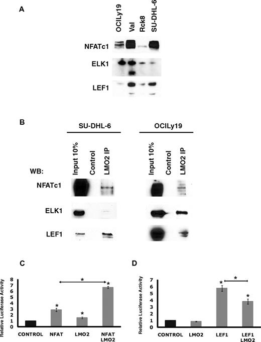 Figure 6. LMO2 interacts with LEF1, ELK1, and NFATc1 proteins. (A) Protein expression in nuclear extracts of DLBCL cell lines was assayed by immunoblotting with specific antibodies. Immunoblotting for Histone 3 served as a loading control. (B) Nuclear extracts were prepared from SU-DHL-6 and OCILy19 cell lines and used for immunoprecipitation with LMO2 antibody and immunoblotting with antibodies to indicated proteins. Results in panels A and B are representative of 2 independent experiments. (C) NFAT-driven luciferase reporter construct (10 μg), and either the NFATc1 (5 μg), LMO2 (5 μg), or both plasmids were coexpressed in the DOHH2 cells. Luciferase activity was determined 48 hours after transfection. The values are relative luciferase activities, with the average value obtained for the same amount of reporter and pcDNA3.1 control plasmid set at 1. Values are means + SE of 3 independent experiments, each performed in 3 replicate samples. (D) LEF1-driven luciferase reporter construct (3 μg), and either the LEF1 (10 μg), LMO2 (5 μg), or both plasmids were coexpressed in the Raji cells. Luciferase activity was determined 48 hours after transfection. The values are relative luciferase activities, with the average value obtained for the reporter using same amount of pcDNA3.1 control plasmid set at 1. Values are means plus standard error (error bars) of 3 independent experiments, each performed in 3 replicate samples.
