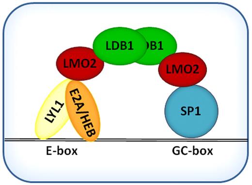 Figure 8. Schematic representation of basic LMO2 protein complex in DLBCL cells.