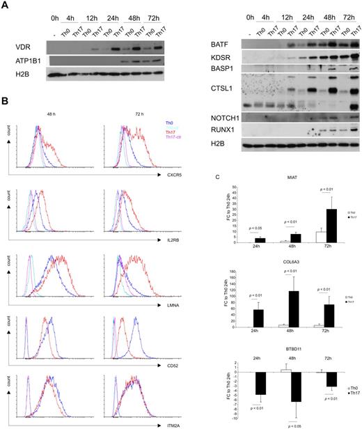 Figure 5. Validation of the selected genes. (A) Representative Western blot detection of RUNX1, CTSL1, BATF, BASP1, KDSR, NOTCH1, VDR, and ATP1B1 at 0, 4, 12, 24, 48, and 72 hour time points after culturing of cord blood CD4+ cells in Th17-polarizing medium or Th0 control condition. Histone H2B was analyzed to confirm equal loading. (B) Flow cytometric detection of CD52, IL2RB, CXCR5, LMNA, and ITM2A after culturing for 48 and 72 hours. Analysis of the stained cells was done with an LSRII flow cytometer (BD Biosciences). (C) RT-PCR detection of MIAT, BTBD11, and COL6A3 at 24-, 48-, and 72-hour time points. EF1α was used as an endogenous normalization control. Fold changes were calculated by comparing the normalized expression values to the corresponding expression in Th0 control samples at the 24-hour time point. SEM, statistical significance were determined with Student t test, and the average fold change is shown in the figure.