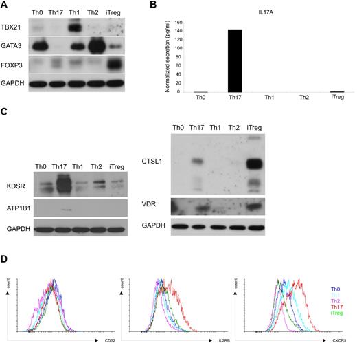 Figure 6. Expression of the validated proteins throughout Th-cell subsets. CD4+ T cells isolated from umbilical cord blood were activated with plate-bound anti-CD3 and soluble anti-CD28. The only activated cells cultured with neutralizing anti-IL4 and anti-IFNγ were used as Th0 control. Cells were stimulated with IL12 (2.5 ng/mL) for initiation of Th1, IL4 (10 ng/mL) for Th2, TGFβ (10 ng/mL) for iTreg, and IL1β (10 ng/mL) + IL6 (20 ng/mL) + TGFβ (10 ng/mL) + anti-IL4 (1 μg/mL) + anti-IFNγ (1 μg/mL) for Th17 differentiation. Cells were harvested after 72 hours of culture. (A) Polarization toward different Th-cell subtypes was examined by analyzing the expression of key transcription factors of each subtype; TBX21 for Th1, GATA3 for Th2, and FOXP3 for iTreg cells with Western blotting. (B) Cytokine secretion was used to validate the selective expression of IL17A in the cells polarized toward the Th17 phenotype. The representative result from 2 experiments is shown. (C) The expression of CTSL1, ATP1B1, KDSR, and VDR was analyzed with Western blotting. (D) CD52, IL2RB, and CXCR5 were detected with flow cytometry. GAPDH detection was used as a loading control in Western blotting analysis.