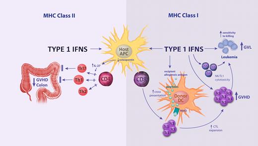 Figure 1. The differential effects of type I IFN signaling on MHC class I and MHC class II–dependent GVHD and GVL responses. Signaling on host hematopoietic tissue decreases donor CD4 T-cell proliferation and differentiation via inhibitory effects on recipient APCs, resulting in reduced T-cell differentiation and GVHD of the colon. The inhibition of Th17 differentiation has been associated with inhibition of APC-derived osteopontin, which promotes IL-27 secretion. The signaling of donor APC by type I IFN promotes cross-presentation (ie, the presentation of exogenous recipient allogeneic peptides within MHC class I) and the expansion of donor CTLs. This effect is further amplified by direct signaling to donor NK and CD8 T cells, which together promote cytotoxicity (eg, mediated by perforin/granzyme) against GVHD target tissue and residual recipient leukemia (ie, GVL). Finally, the type I IFNs enhance the susceptibility of residual leukemia to CD8 and NK cell–mediated cytotoxicity, further amplifying GVL responses.