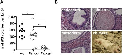 Figure 1. Reprogramming efficiency of Fanca−/− and Fancc−/− fibroblasts is reduced. (A) Number of iPSC colonies derived from 1 × 105 TTFs 16 days after reprogramming. Filled circles, WT; triangles, Fancc−/−; open circles, Fanca−/−. Each symbol represents an individual animal. Horizontal line represents the median. (B) H&E stains of teratomas obtained by subcutaneous injection of Fanca−/− iPSCs (40× magnification) and fur chimerism in an animal derived by Fanca−/− iPSC blastocyst injection. **P < .01; *P < .05 by Wilcoxon rank-sum test.