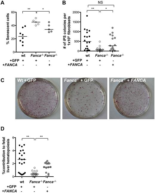 Figure 3. Complementation of Fanca−/− fibroblasts with FANCA rescues the reprogramming efficiency. (A) Percentage of senescent cells 4 days after reprogramming under hypoxic conditions (5% O2). (B) Frequency of iPSC colonies 16 days after reprogramming (5% O2). (C) Alkaline phosphatase–positive iPSC colonies on representative 10-cm tissue-culture dishes 16 days after reprogramming. (D) Percent contribution of CD45.1+ Fanca−/− iPSC-derived cells to day 14.5 embryonic fetal liver hematopoietic cells. Shown is the percentage CD45.1+ Fanca−/− cells of all CD45+ hematopoietic cells as ascertained by flow cytometry analysis of individual fetal livers. Filled circles, WT; open circles, Fanca−/− + GFP; gray circles, Fanca−/− + FANCA. Each symbol represents an individual animal. Horizontal lines represent the median. **P < .01; *P < .05; NS indicates not significant by Wilcoxon rank-sum test.