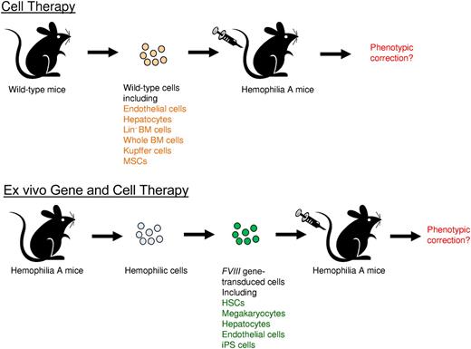 Correction of hemophilia A phenotype in mice after adoptive transfer of cells isolated from wild-type mice or FVIII gene-transduced cells isolated from hemophilia A mice. Top panel is the illustration of adoptive cell therapy, and the bottom panel is the illustration of ex vivo gene and cell therapy.