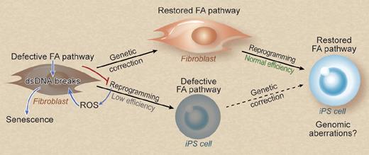 Defective DNA damage repair in FA cells induces dsDNA breaks and promotes senescence on reprogramming, thereby decreasing the efficiency of iPS cell generation. Genetic correction restores these defects and rescues the reprogramming efficiency. iPS cells derived from a previously corrected somatic cell may be less likely to harbor genomic aberrations. Professional illustration by Debra T. Dartez.