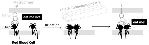 Oxidative aging of CD47 combines with thrombospondin-1 binding to switch an “eat me not” signal through SIRPa on macrophages to a strong “eat me” interaction.